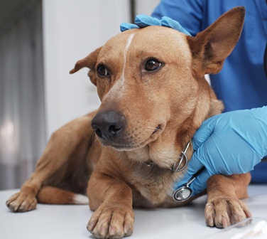 Veterinarian listening to a dog's heart